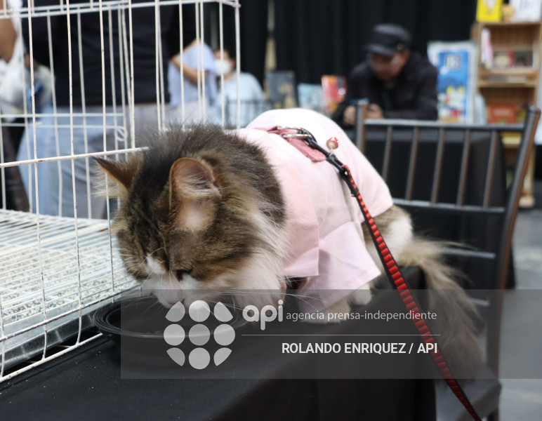 EVENTO MÁS GRANDE DE GATOS  CATURDAY 2025