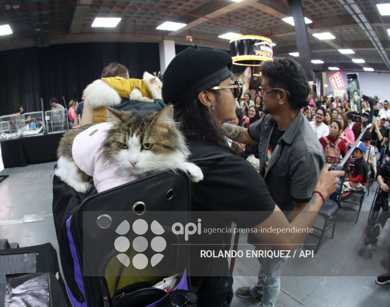 EVENTO MÁS GRANDE DE GATOS  CATURDAY 2025