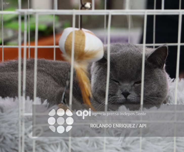 EVENTO MÁS GRANDE DE GATOS  CATURDAY 2025