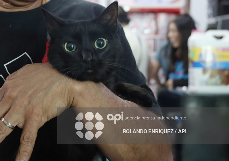 EVENTO MÁS GRANDE DE GATOS  CATURDAY 2025