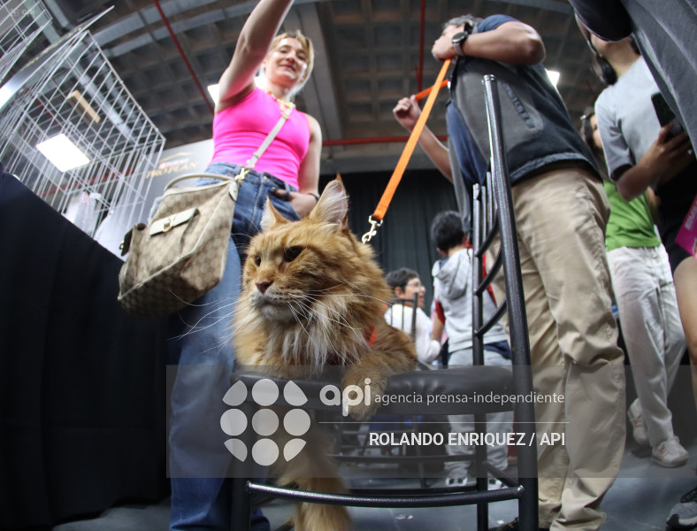 EVENTO MÁS GRANDE DE GATOS  CATURDAY 2025