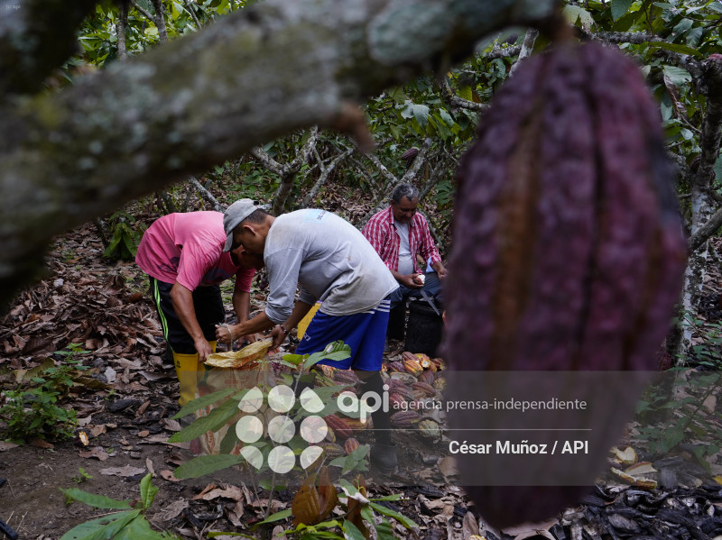 GYE-CACAO-NUEVOS ARANCELES