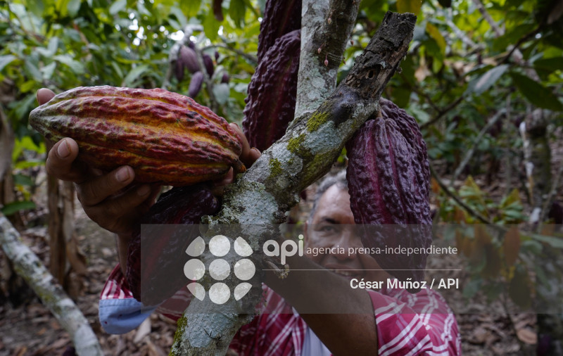 GYE-CACAO-NUEVOS ARANCELES