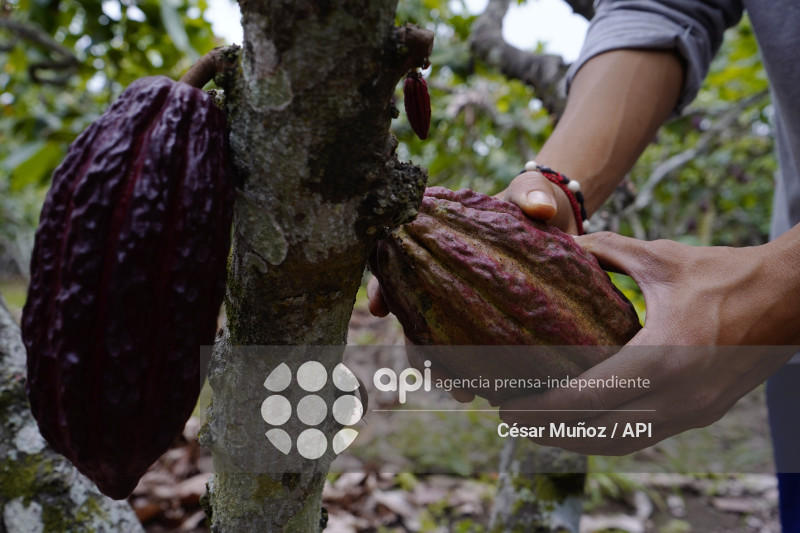 GYE-CACAO-NUEVOS ARANCELES