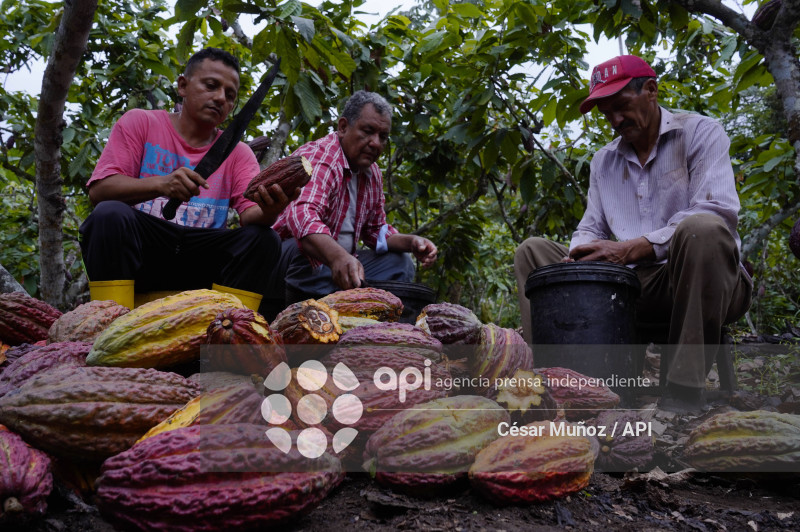 GYE-CACAO-NUEVOS ARANCELES