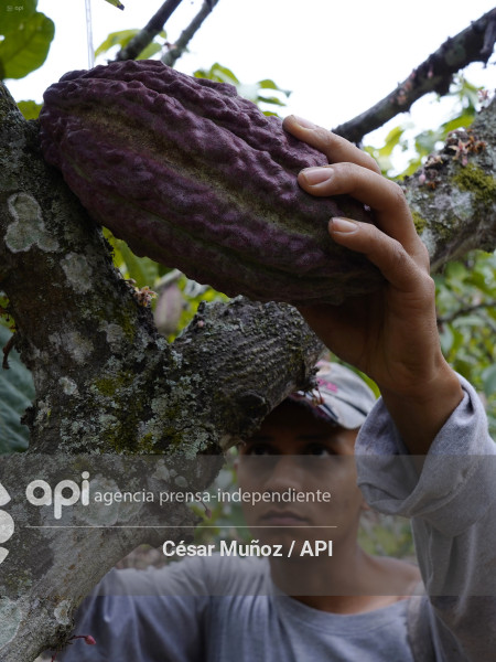 GYE-CACAO-NUEVOS ARANCELES