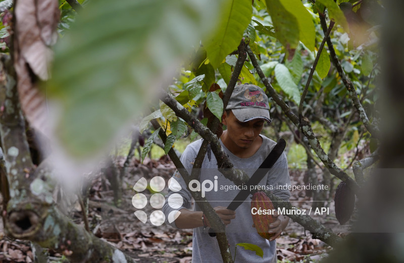 GYE-CACAO-NUEVOS ARANCELES