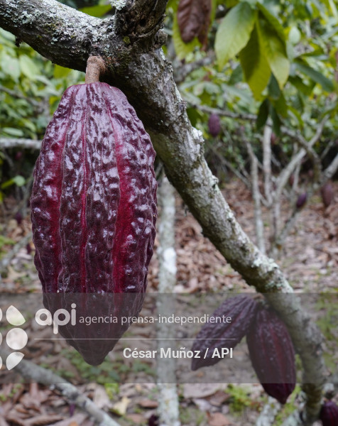 GYE-CACAO-NUEVOS ARANCELES