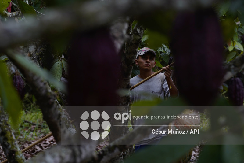 GYE-CACAO-NUEVOS ARANCELES