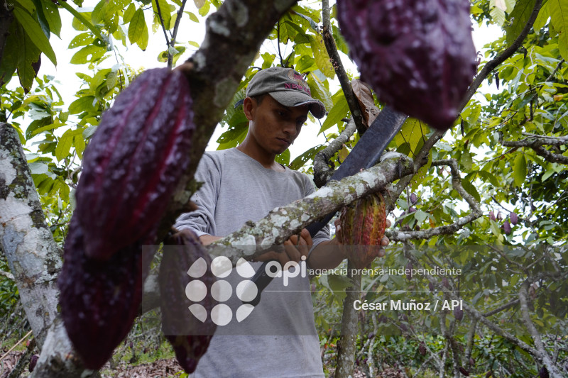 GYE-CACAO-NUEVOS ARANCELES