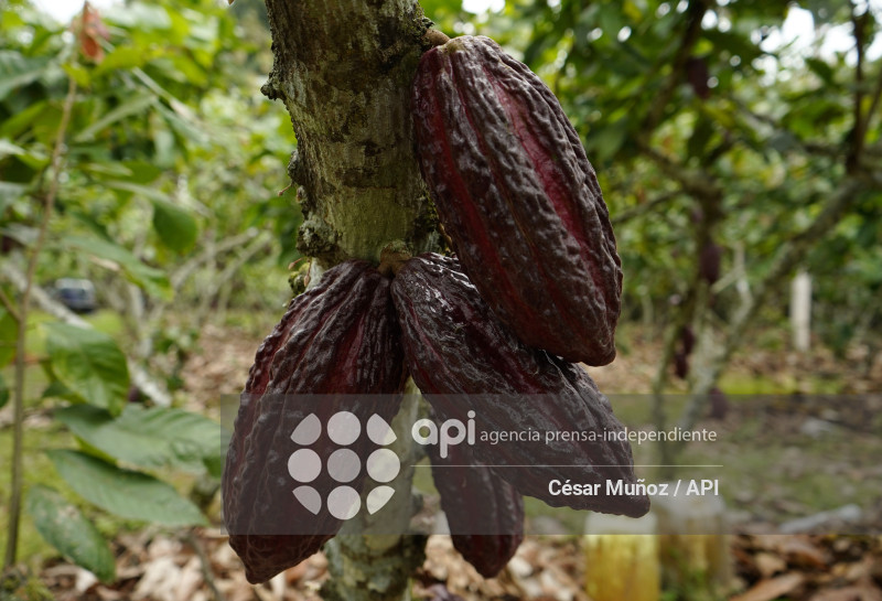 GYE-CACAO-NUEVOS ARANCELES
