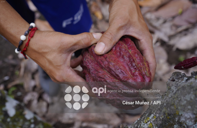 GYE-CACAO-NUEVOS ARANCELES