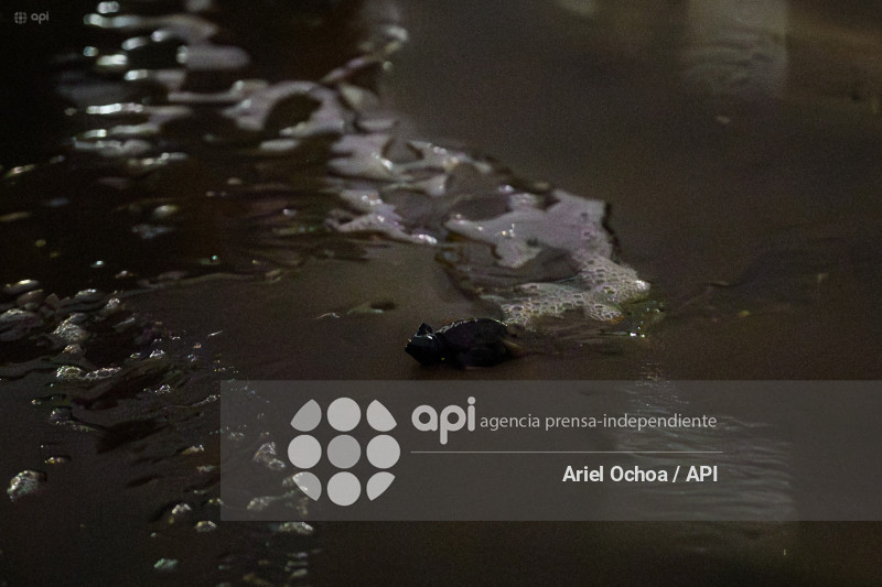 MANTA-TORTUGAS-MARINAS