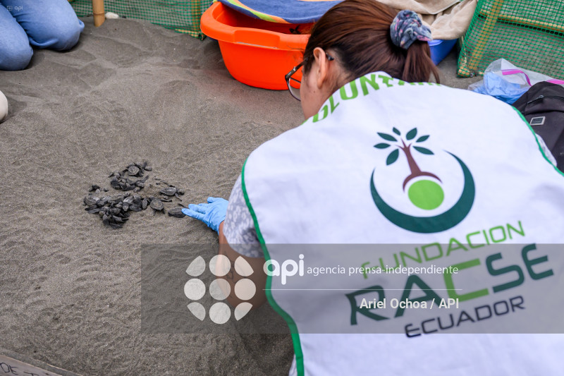 MANTA-TORTUGAS-MARINAS