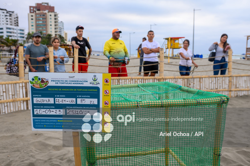 MANTA-TORTUGAS-MARINAS