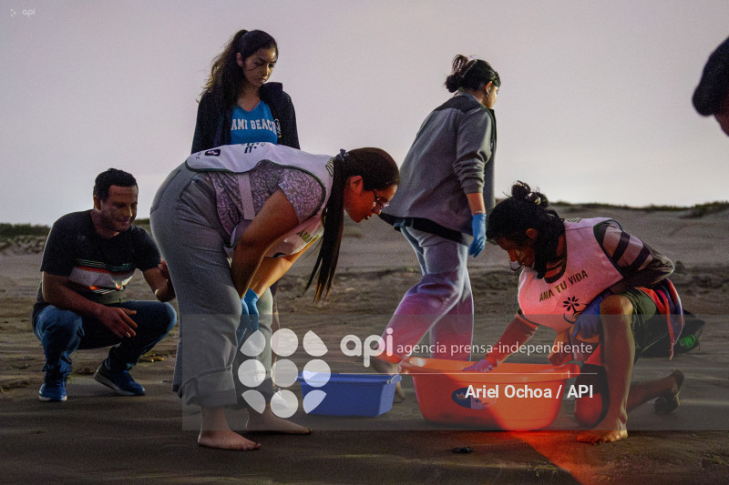 MANTA-TORTUGAS-MARINAS