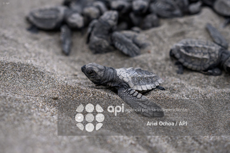 MANTA-TORTUGAS-MARINAS