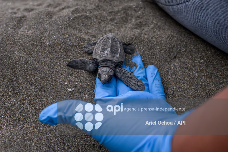 MANTA-TORTUGAS-MARINAS