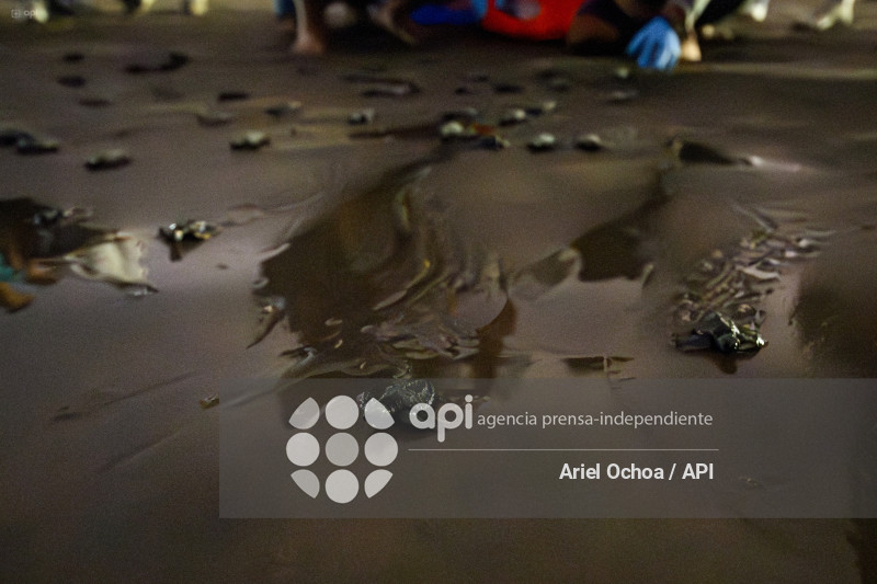 MANTA-TORTUGAS-MARINAS