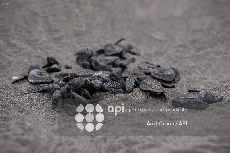 MANTA-TORTUGAS-MARINAS