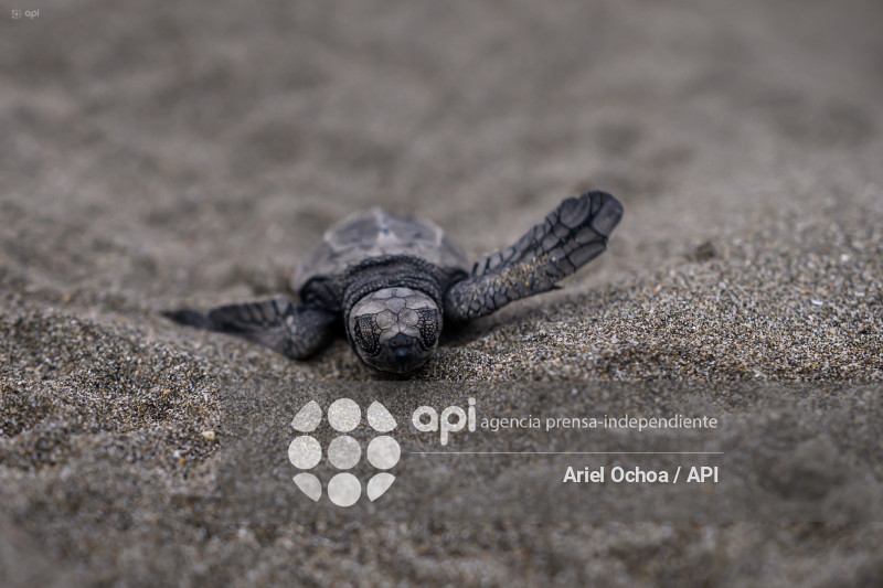 MANTA-TORTUGAS-MARINAS