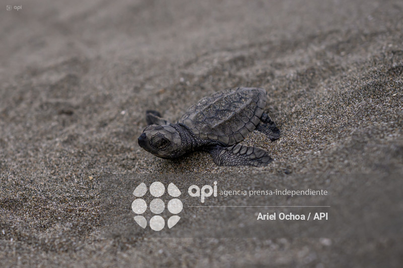 MANTA-TORTUGAS-MARINAS