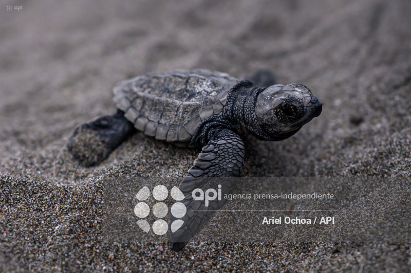 MANTA-TORTUGAS-MARINAS