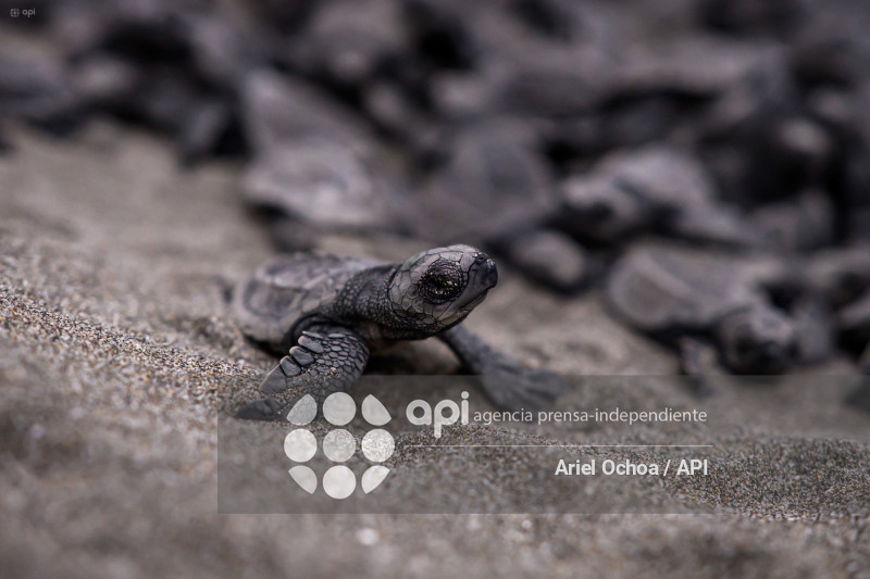 MANTA-TORTUGAS-MARINAS