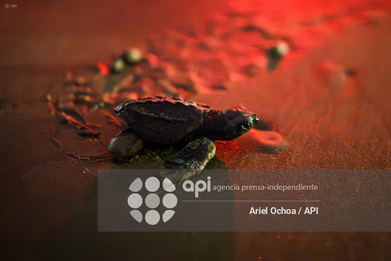 MANTA-TORTUGAS-MARINAS