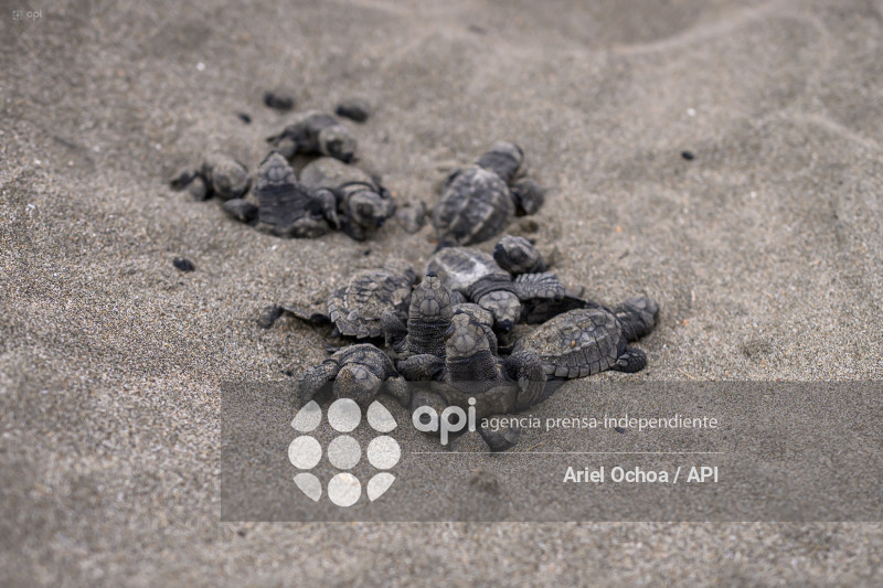 MANTA-TORTUGAS-MARINAS