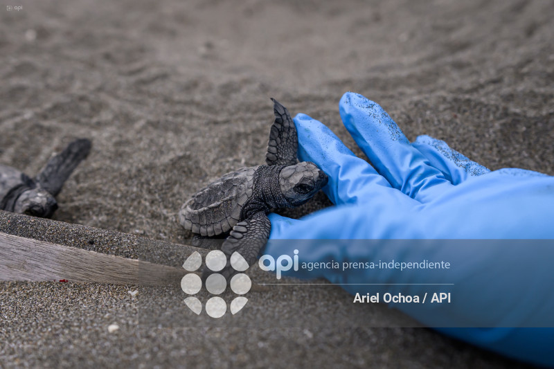 MANTA-TORTUGAS-MARINAS