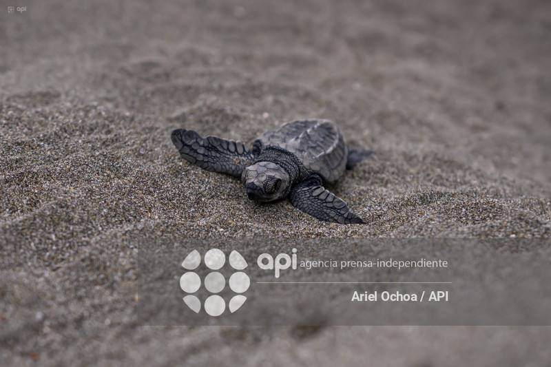 MANTA-TORTUGAS-MARINAS