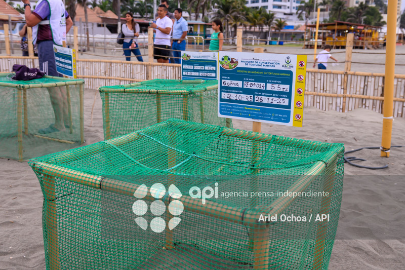 MANTA-TORTUGAS-MARINAS