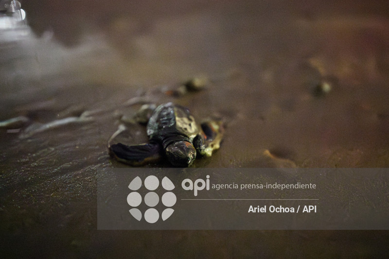 MANTA-TORTUGAS-MARINAS