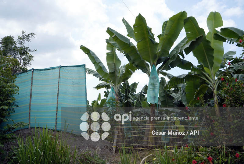 GYE-EMERGENCIA-FUSARIUM R4T