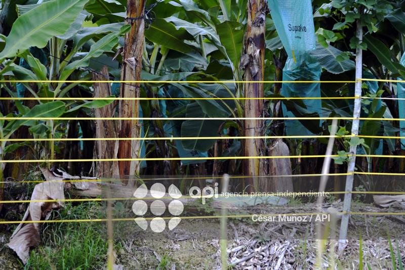 GYE-EMERGENCIA-FUSARIUM R4T