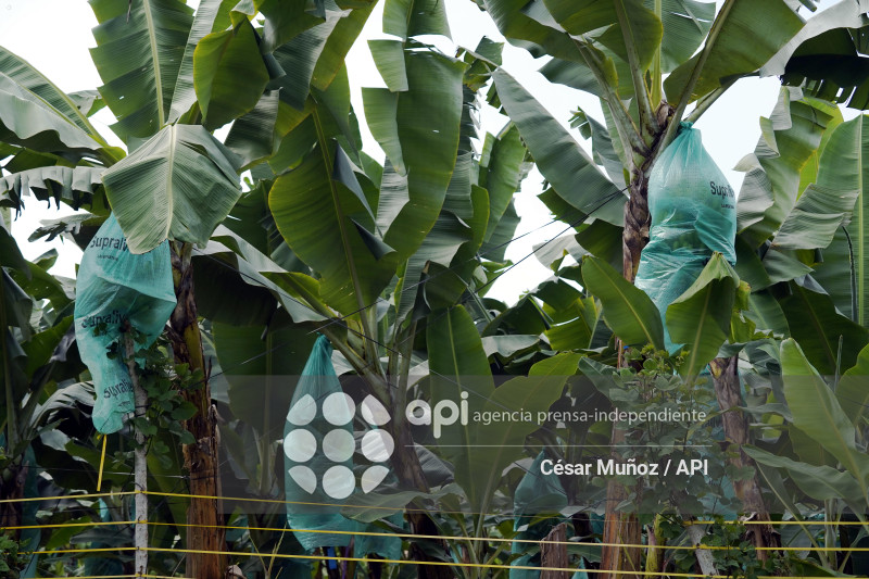 GYE-EMERGENCIA-FUSARIUM R4T