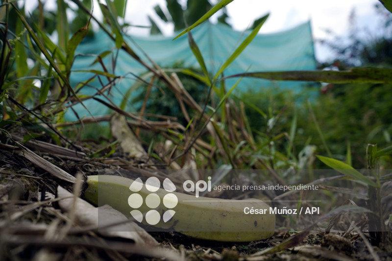 GYE-EMERGENCIA-FUSARIUM R4T