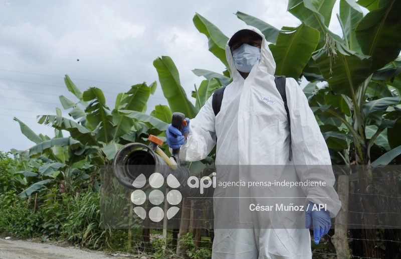 GYE-EMERGENCIA-FUSARIUM R4T