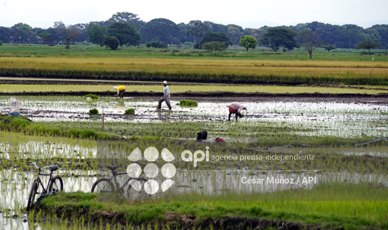 GYE-ARANCEL SECTOR ARROCERO