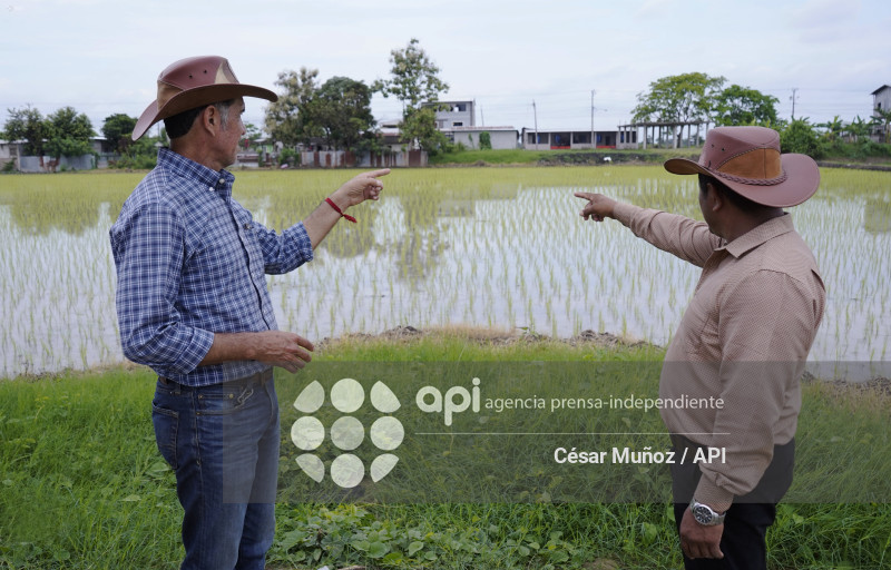 GYE-ARANCEL SECTOR ARROCERO