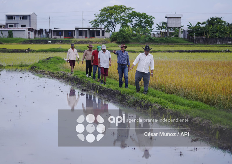 GYE-ARANCEL SECTOR ARROCERO