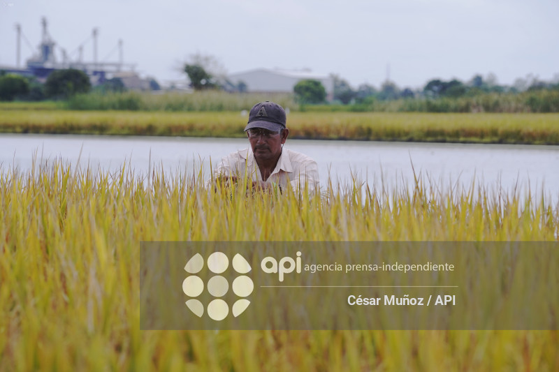 GYE-ARANCEL SECTOR ARROCERO