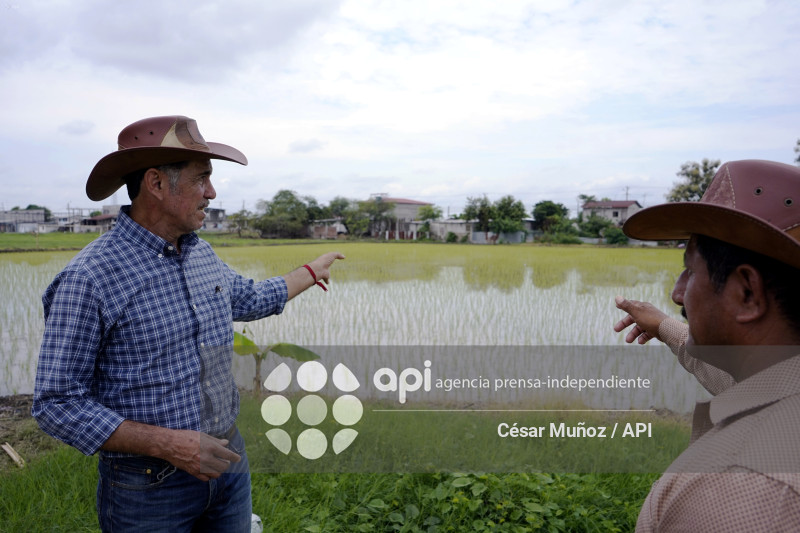 GYE-ARANCEL SECTOR ARROCERO