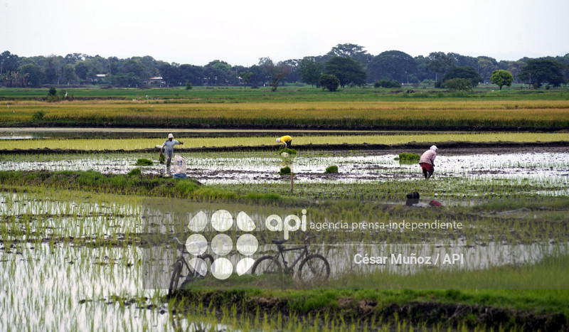 GYE-ARANCEL SECTOR ARROCERO