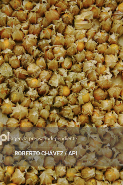 PREPARATIVOS FIESTA DE LAS FLORES Y LAS FRUTAS