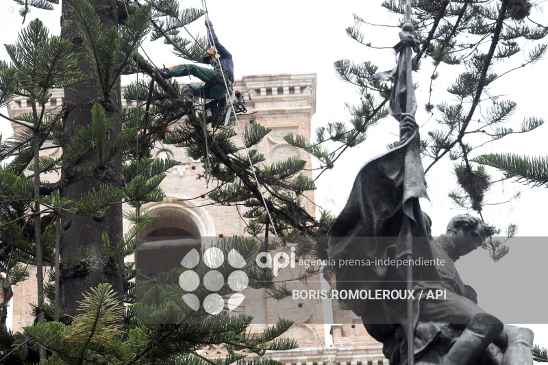 CUENCA-MANTENIMIENTO ARBOLES PATRIMONIALES