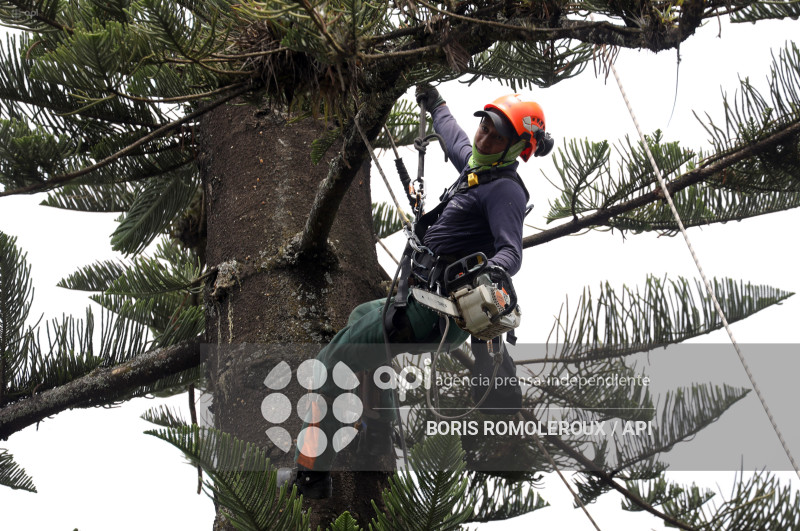 CUENCA-MANTENIMIENTO ARBOLES PATRIMONIALES
