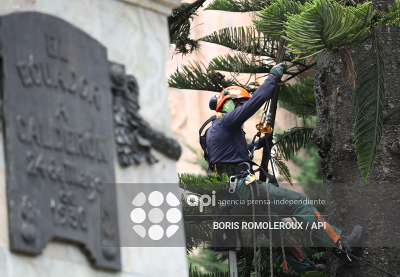 CUENCA-MANTENIMIENTO ARBOLES PATRIMONIALES