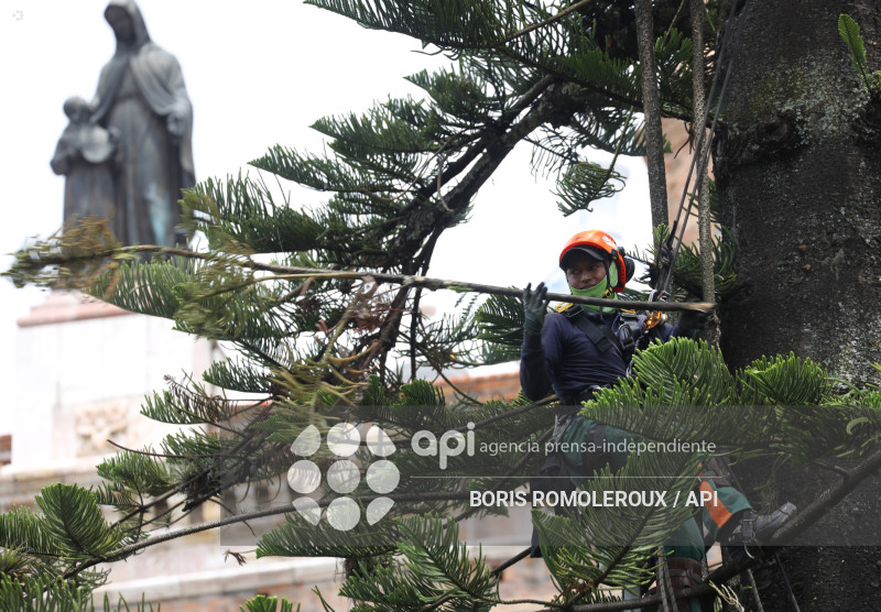 CUENCA-MANTENIMIENTO ARBOLES PATRIMONIALES